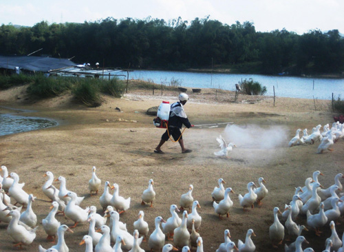 Активизация работы по профилактике и борьбе с птичьими гриппами H7N9 и H5N1